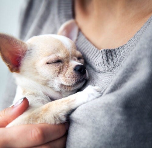 Everything You Need to Know About Emotional Support Animals – American  Kennel Club