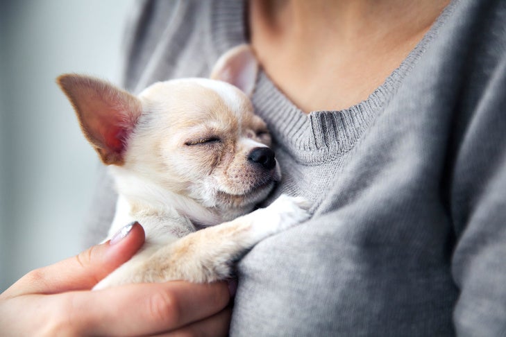 I. Legal Support for Chihuahua Owners: