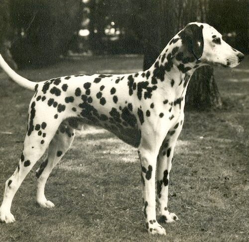 what dog breeds make up a dalmatian?