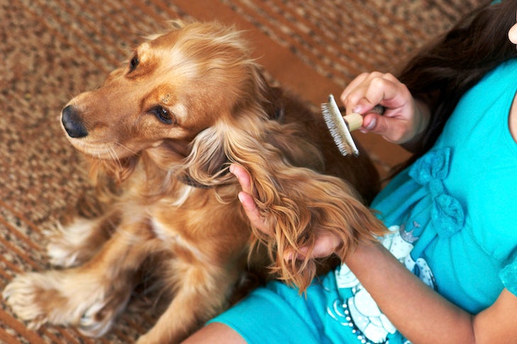 English Cocker Spaniel being brushed by a girl.