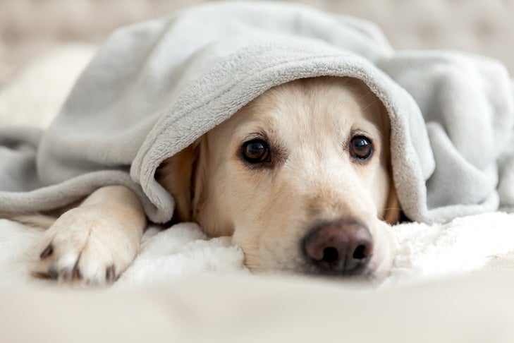 How to Keep Your Dog Warm Without Power – American Kennel Club