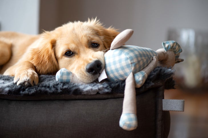 Golden Retriever puppy laying down on a dog bed with a toy.