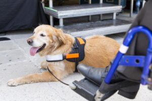 Golden Retriever service dog laying down outdoors next to its handicapped owner.