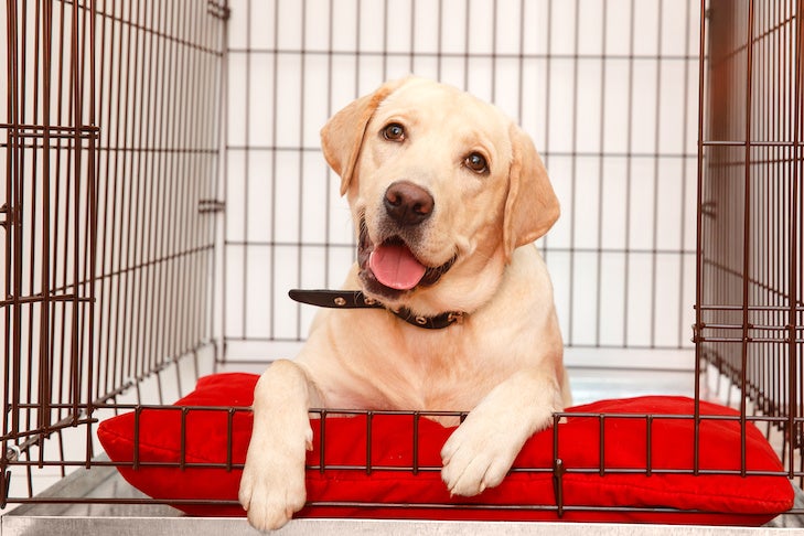 https://www.akc.org/wp-content/uploads/2021/02/Labrador-Retriever-puppy-laying-down-in-its-open-crate.jpeg