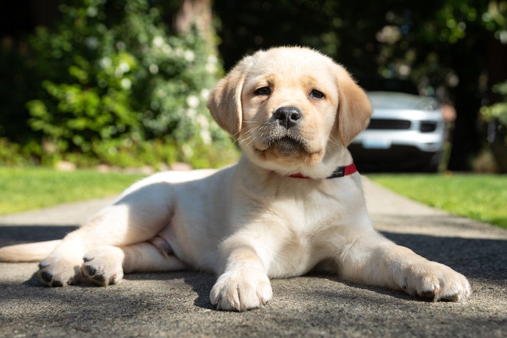 How to Groom a Labrador Retriever – American Kennel Club
