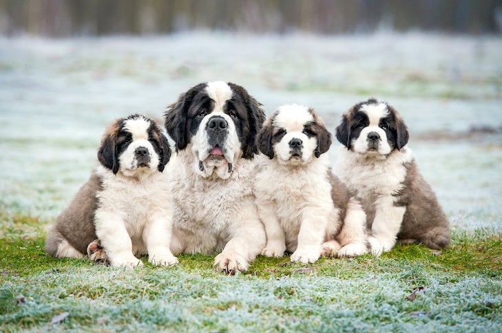 Saint Bernard laying down in the frosty grass with her puppies.