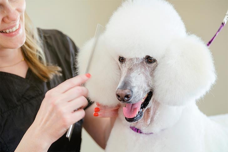 Standard Poodle being professionally groomed.