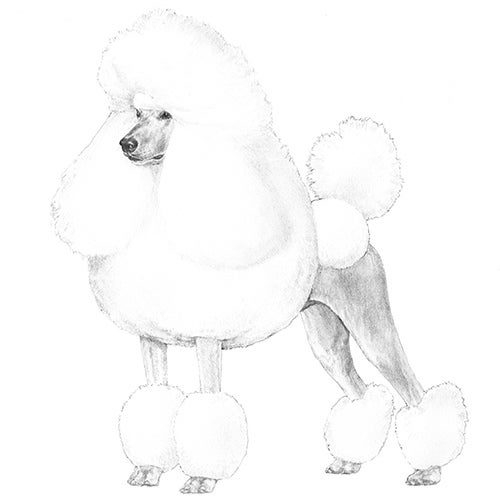 How to Groom a Standard Poodle