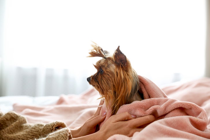 yorkshire terrier under blankets