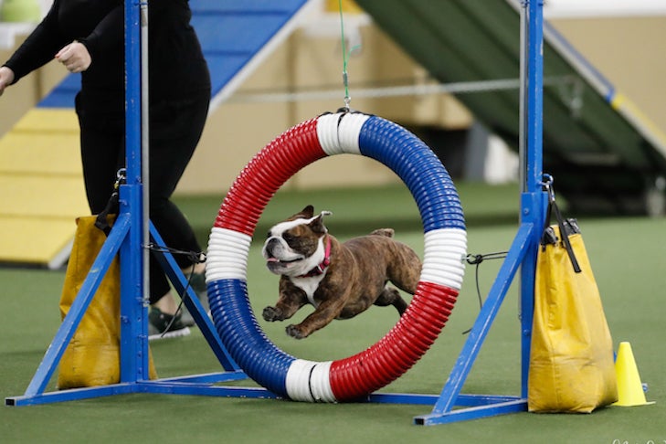 bulldog jumping through an agility course
