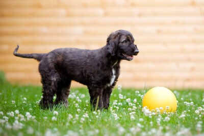 Afghan Hound puppy playing with a ball in the backyard