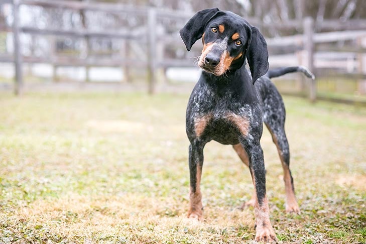 Bluetick Coonhound standing in the grass.