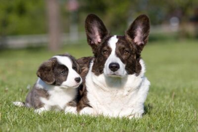 Cardigan Welsh Corgi laying down in the grass next to her puppy.