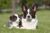 Cardigan Welsh Corgi laying down in the grass next to her puppy.