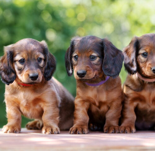 The Most Popular Dog Breeds of 2020 – American Kennel Club
