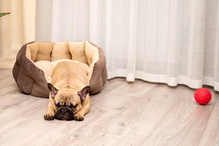 French Bulldog sleeping halfway out of its dog bed.