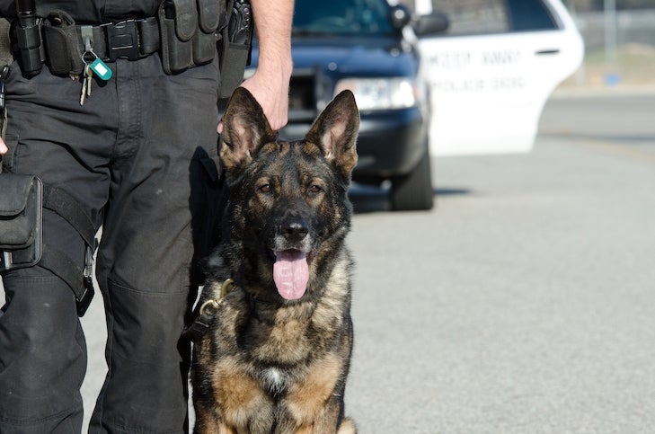 German Shepherd Dog police dog with its handler outdoors.