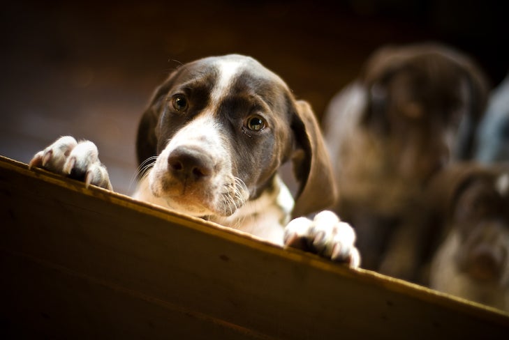 German Shorthaired Pointer puppy peeking over a pen's wall indoors.