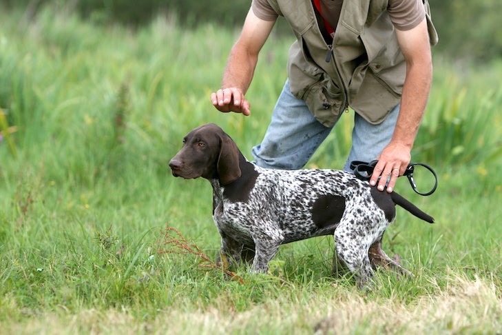 German Shorthaired Pointer puppy with its owner training off leash in a field.