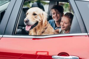 Golden Retriever sitting in the backseat of a car with children.