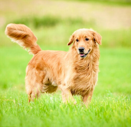 How to Groom a Golden Retriever: Keeping Goldens in 14-K Gold Grooming –  American Kennel Club