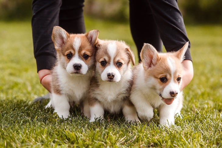 2023 Tax Tips for Dog Breeders – American Kennel Club