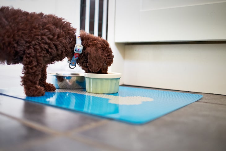 A miniature poodle puppy eating his dinner.