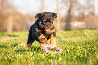 Rottweiler puppy fetching a toy in the grass