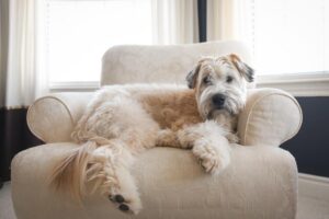 Soft Coated Wheaten Terrier laying in a chair at home.