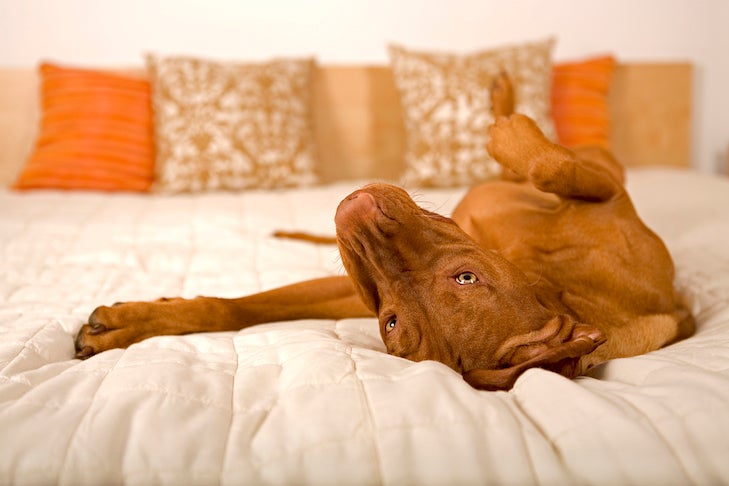 Vizsla laying on its back in bed.