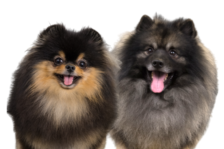 Pomeranian vs Keeshond: Similarities & Differences – American Kennel Club