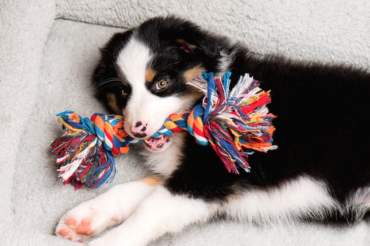 Teach Your Dog to Clean up Their Toys – American Kennel Club