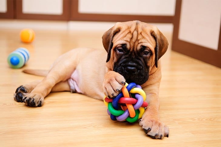 Bullmastiff puppy with a toy ball laying on the floor.