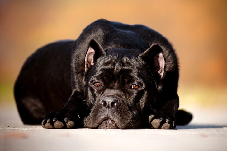 Cane Corso laying down outdoors.