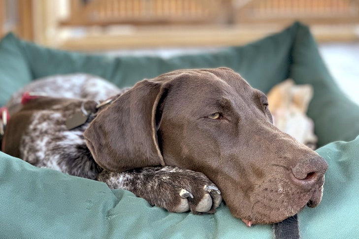 German Shorthaired Pointer laying down in a dog bed on the porch outdoors.