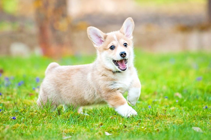 Pembroke Welsh Corgi puppy running and playing in the grass.
