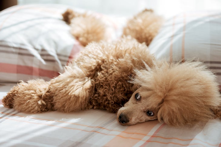 Marijuana Poisoning in Dogs: Cannabis Intoxication in Pets
