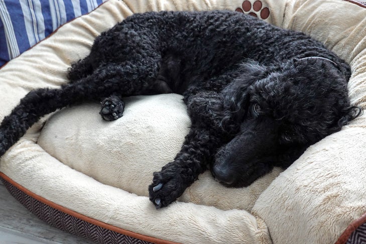 A black purebred standard poodle in a home hanging out with its human.