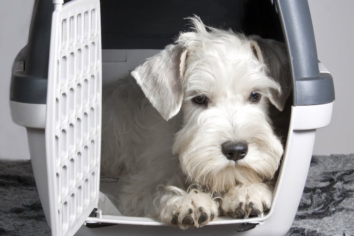 Sealyham Terrier laying down in a travel crate.