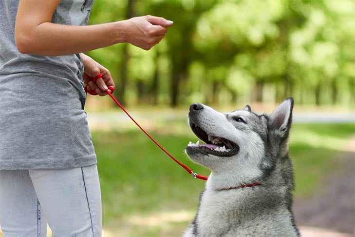 Siberian Husky being trained with a treat outdoors.