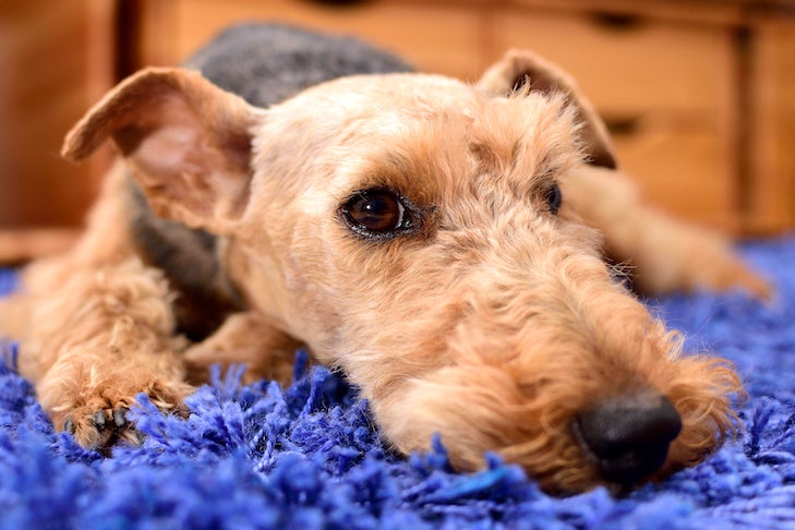 Welsh Terrier laying down indoors.