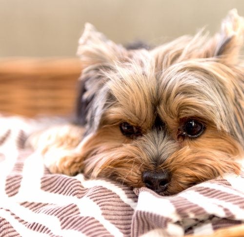 How to Know if Your Dog is Depressed – American Kennel Club