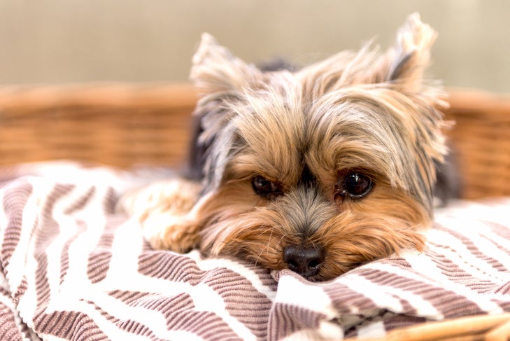 Yorkshire Terrier laying down in its dog bed.
