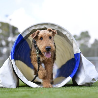 Airedale Terrier going through an open agility tunnel