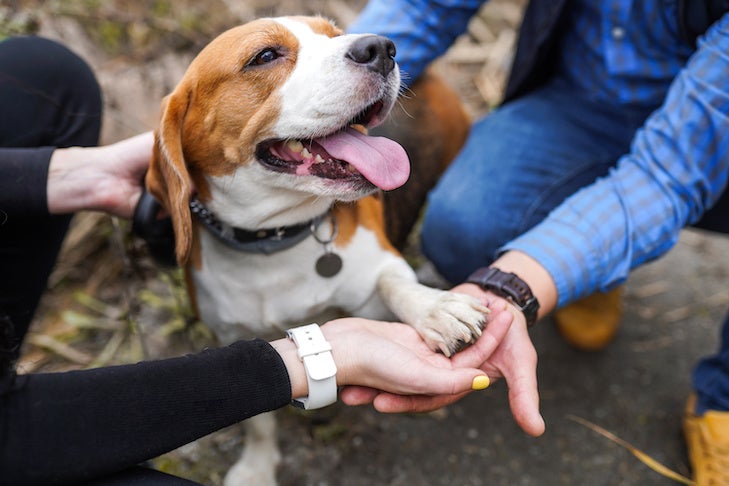 Friendship between human and dog beagle - shaking hand and paw