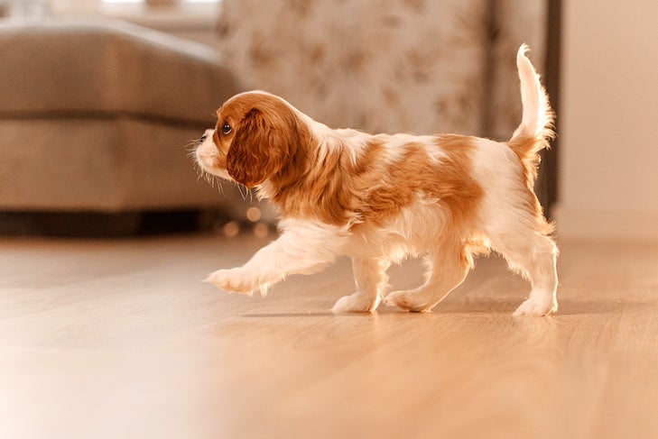 cavalier king charles spaniel puppy walking indoors on the floor