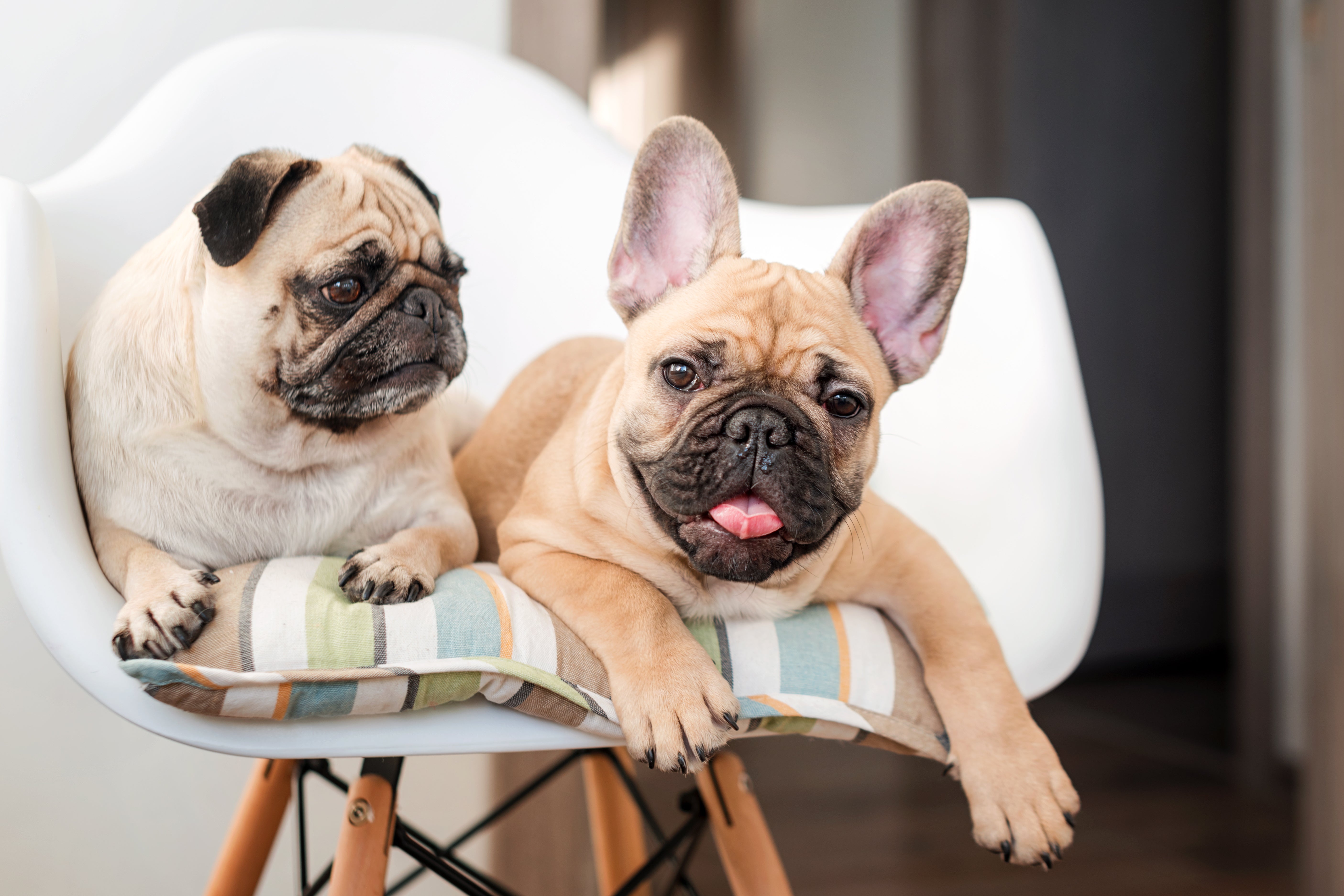 https://www.akc.org/wp-content/uploads/2021/05/French-Bulldog-and-Pug-laying-on-a-chair-together-indoors.jpeg
