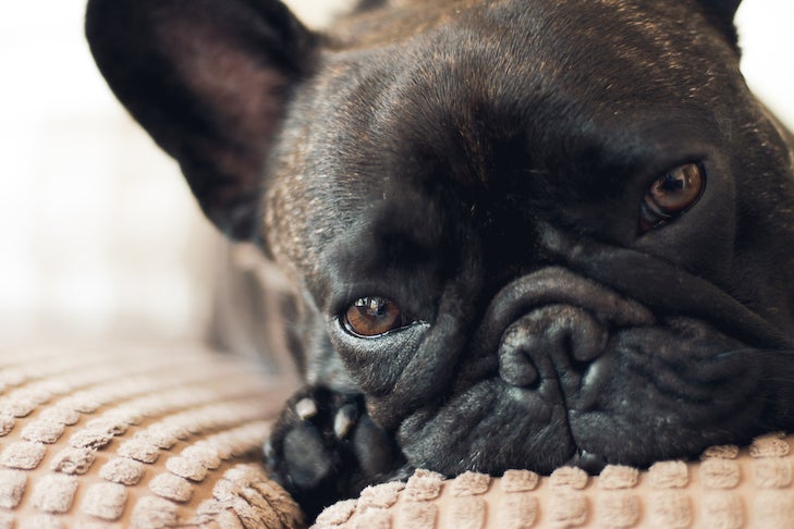 Protect Your Dog From These Top 10 Pet Poisons – American Kennel Club
