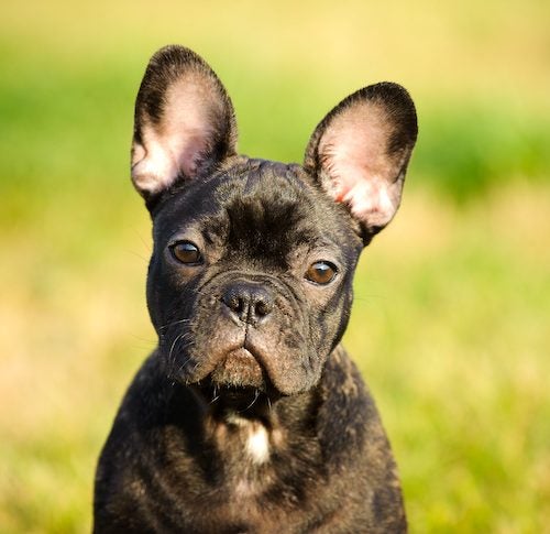 what is special about french bulldogs?
