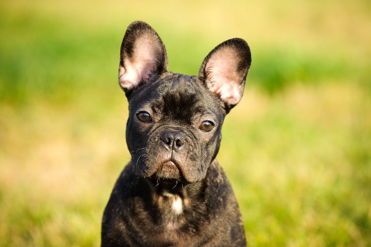 French Bulldog puppy head portrait outdoors.